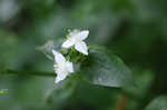 Small-leaf spiderwort